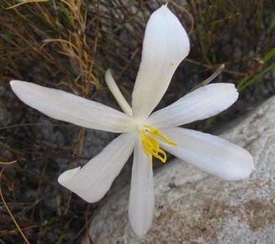Gethyllis afra, photographed by douglaseustonbrown
