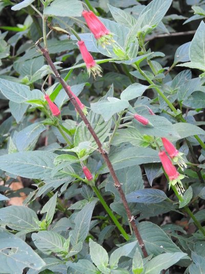 Fuchsia splendens, photographed by Neptalí Ramírez Marcial