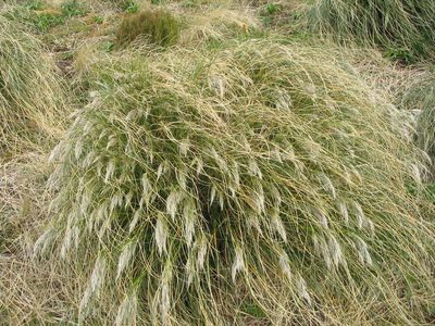 Chionochloa antarctica, photographed by John Barkla