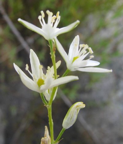 Nicipe graminifolia, photographed by douglaseustonbrown