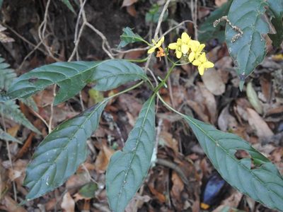 Deppea grandiflora, photographed by Neptalí Ramírez Marcial