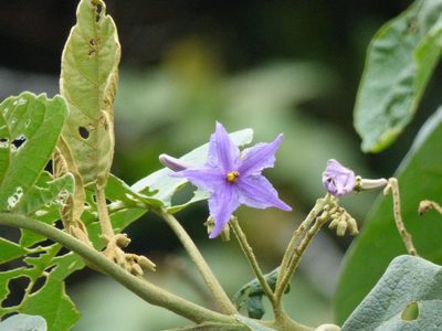Solanum sycophanta, photographed by Daniel van der Post