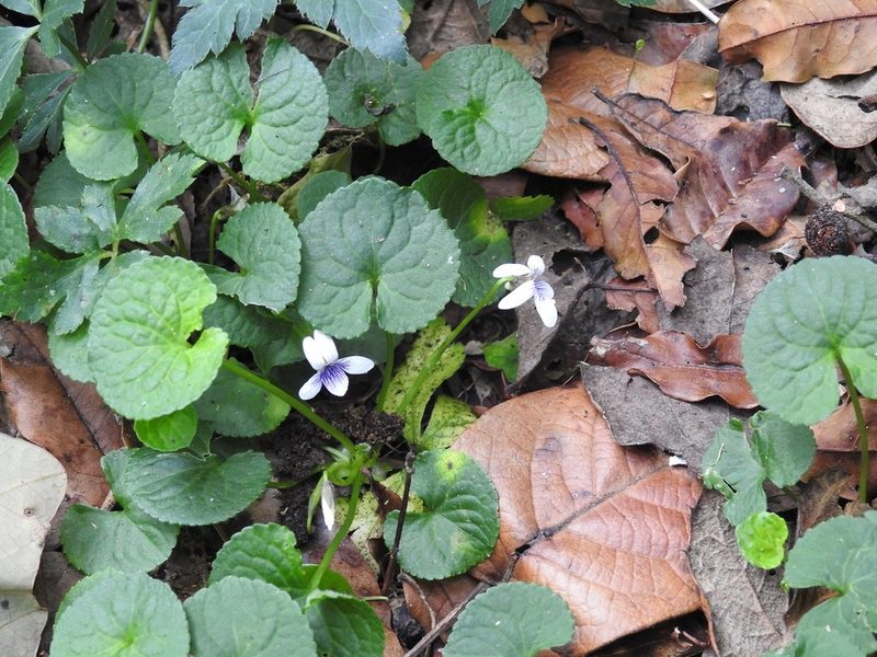 Viola hookeriana, photographed by Neptalí Ramírez Marcial