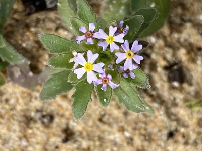 Zaluzianskya gracilis, photographed by Christina