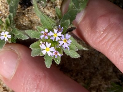 Zaluzianskya gracilis, photographed by Christina