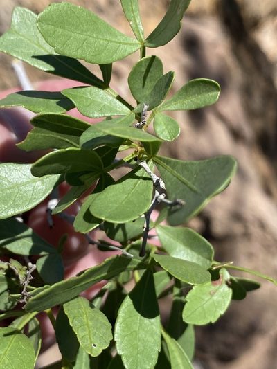 Searsia marlothii, photographed by Dave U