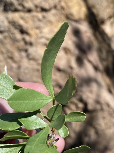 Searsia marlothii, photographed by Dave U