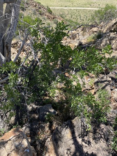 Searsia marlothii, photographed by Dave U