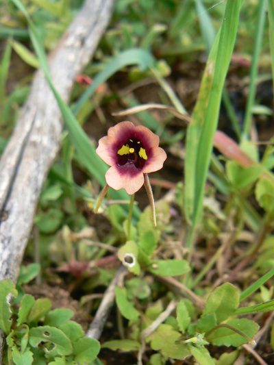 Diascia longicornis, photographed by Jacques van der Merwe