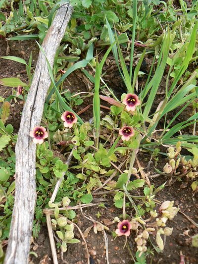 Diascia longicornis, photographed by Jacques van der Merwe