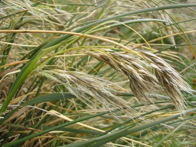 Chionochloa antarctica, photographed by John Barkla