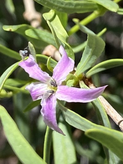 Cryptolepis decidua, photographed by Dave U