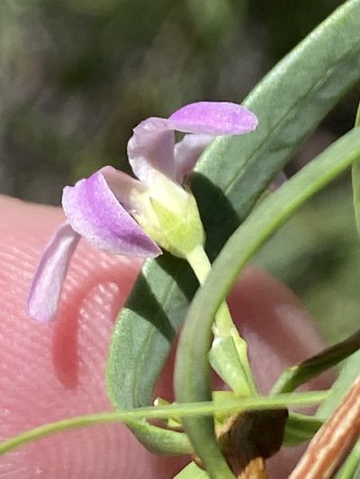 Cryptolepis decidua, photographed by Dave U
