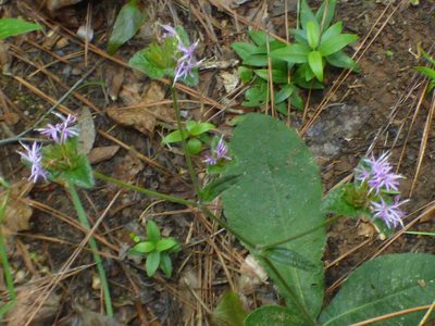 Elephantopus tomentosus, photographed by kcthetc1