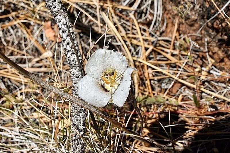 Calochortus howellii, photographed by Parker James Lloyd
