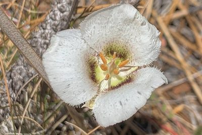 Calochortus howellii, photographed by Parker James Lloyd
