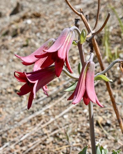 Lilium bolanderi, photographed by Parker James Lloyd