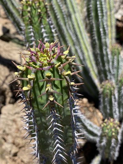 Euphorbia avasmontana, photographed by Dave U