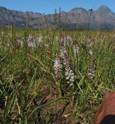 Lachenalia bachmannii, photographed by Tony Rebelo