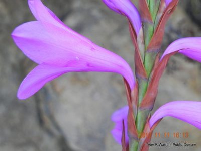 Watsonia confusa, photographed by Peter Warren