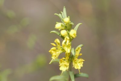 Odontites luteus, photographed by Nico