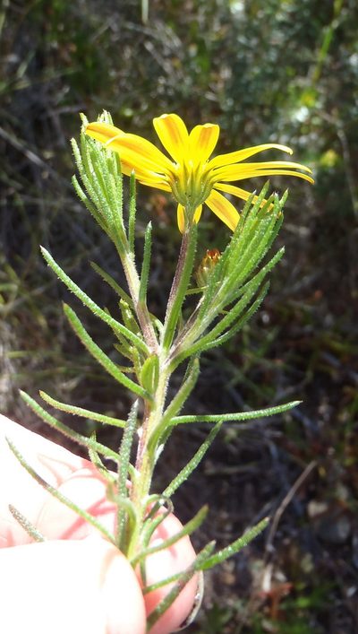 Gibbaria scabra, photographed by Nicola van Berkel