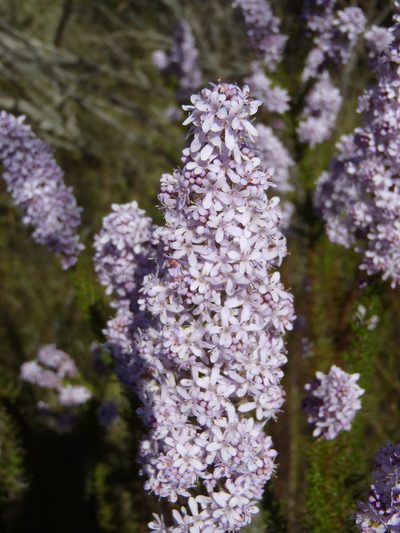 Selago canescens, photographed by Nicola van Berkel
