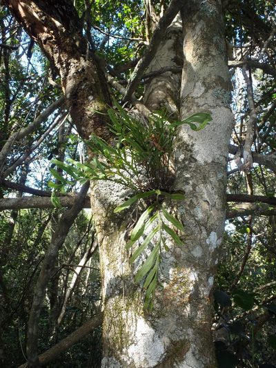 Polypodium ensiforme, photographed by Nicola van Berkel