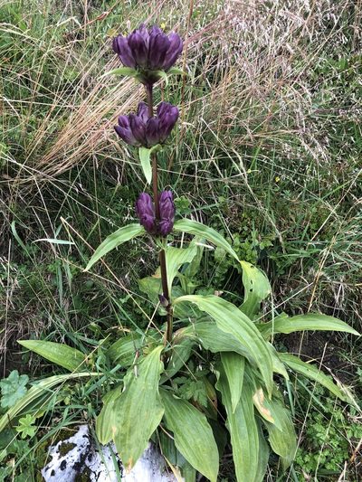 Gentiana pannonica, photographed by Jonathan