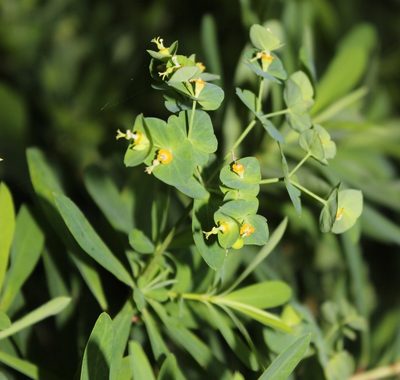 Euphorbia kraussiana, photographed by Tony Rebelo