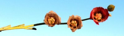 Hermannia trifurca, photographed by Tony Rebelo