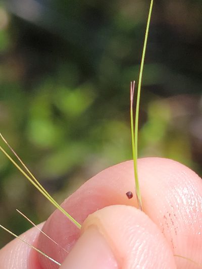 Aristida patula, photographed by Jay Horn