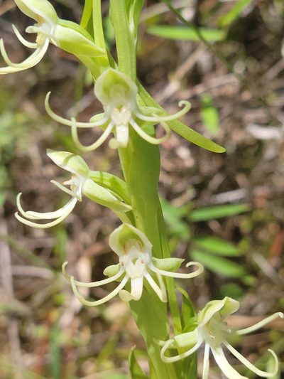 Habenaria quinqueseta, photographed by Jay Horn