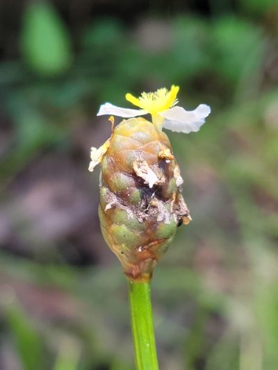 Xyris platylepis, photographed by Jay Horn