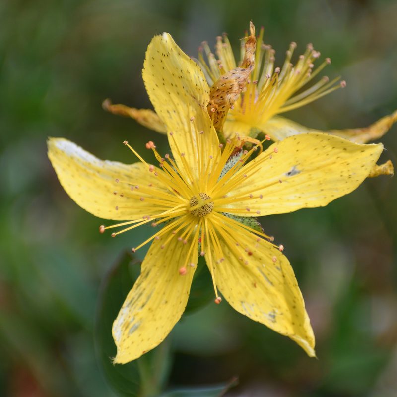 Hypericum richeri, photographed by saydelah