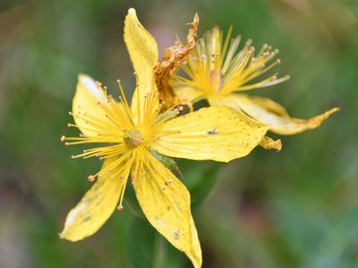 Hypericum richeri, photographed by saydelah