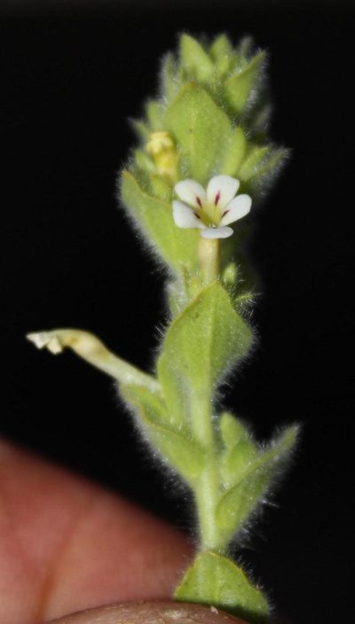 Jamesbrittenia amplexicaulis, photographed by Tony Rebelo