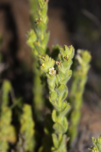 Jamesbrittenia amplexicaulis, photographed by Tony Rebelo
