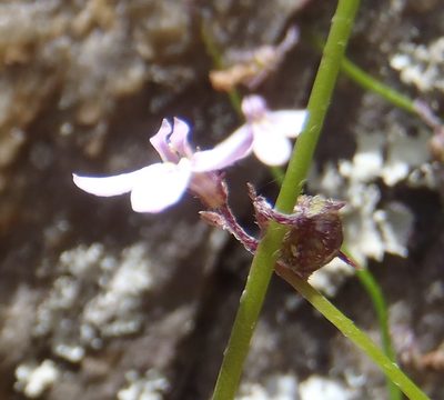 Lobelia patula, photographed by Nicola van Berkel