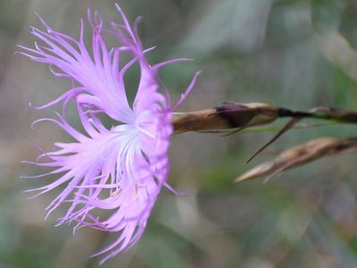 Dianthus hyssopifolius, photographed by saydelah