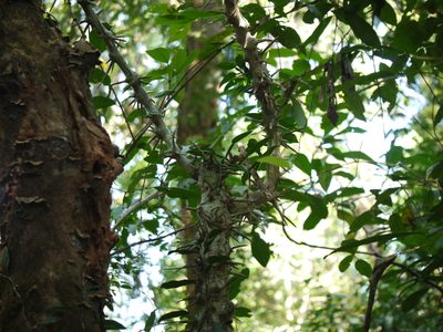 Dalbergia horrida, photographed by Dinesh Valke