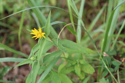 Helianthus hirsutus, photographed by Clay
