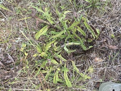Silphium laciniatum, photographed by John Michael
