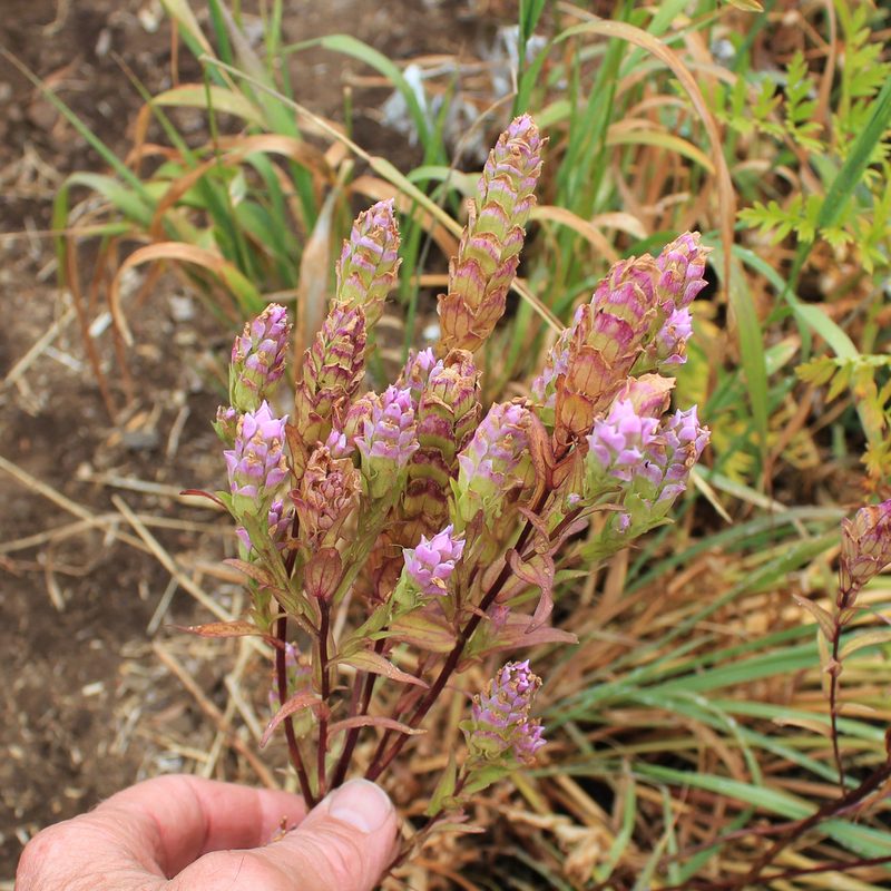 Orthocarpus imbricatus, photographed by Paul McClellan