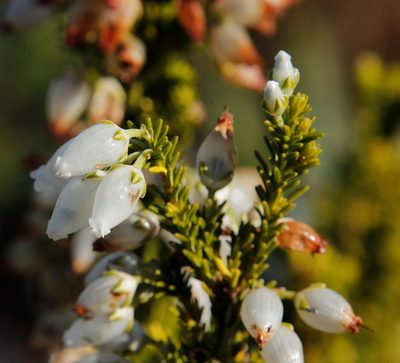 Erica physodes, photographed by Tony Rebelo