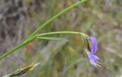 Psoralea trullata, photographed by Nicola van Berkel