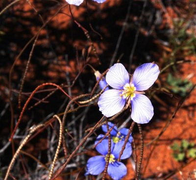 Heliophila lactea, photographed by Tony Rebelo