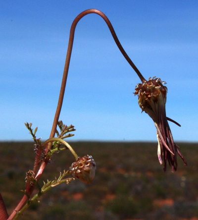 Ursinia speciosa, photographed by Tony Rebelo