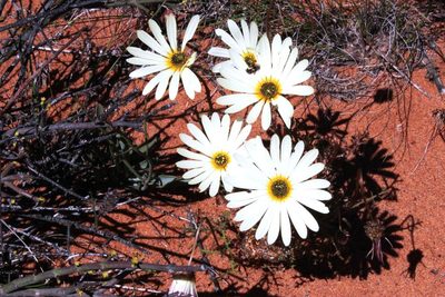 Ursinia speciosa, photographed by Tony Rebelo