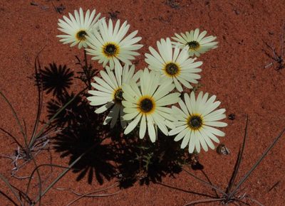 Ursinia speciosa, photographed by Tony Rebelo